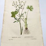 Gravure de fleur ancienne de 1829 - Renoncule Scerelate- Par P.A Poiteau.