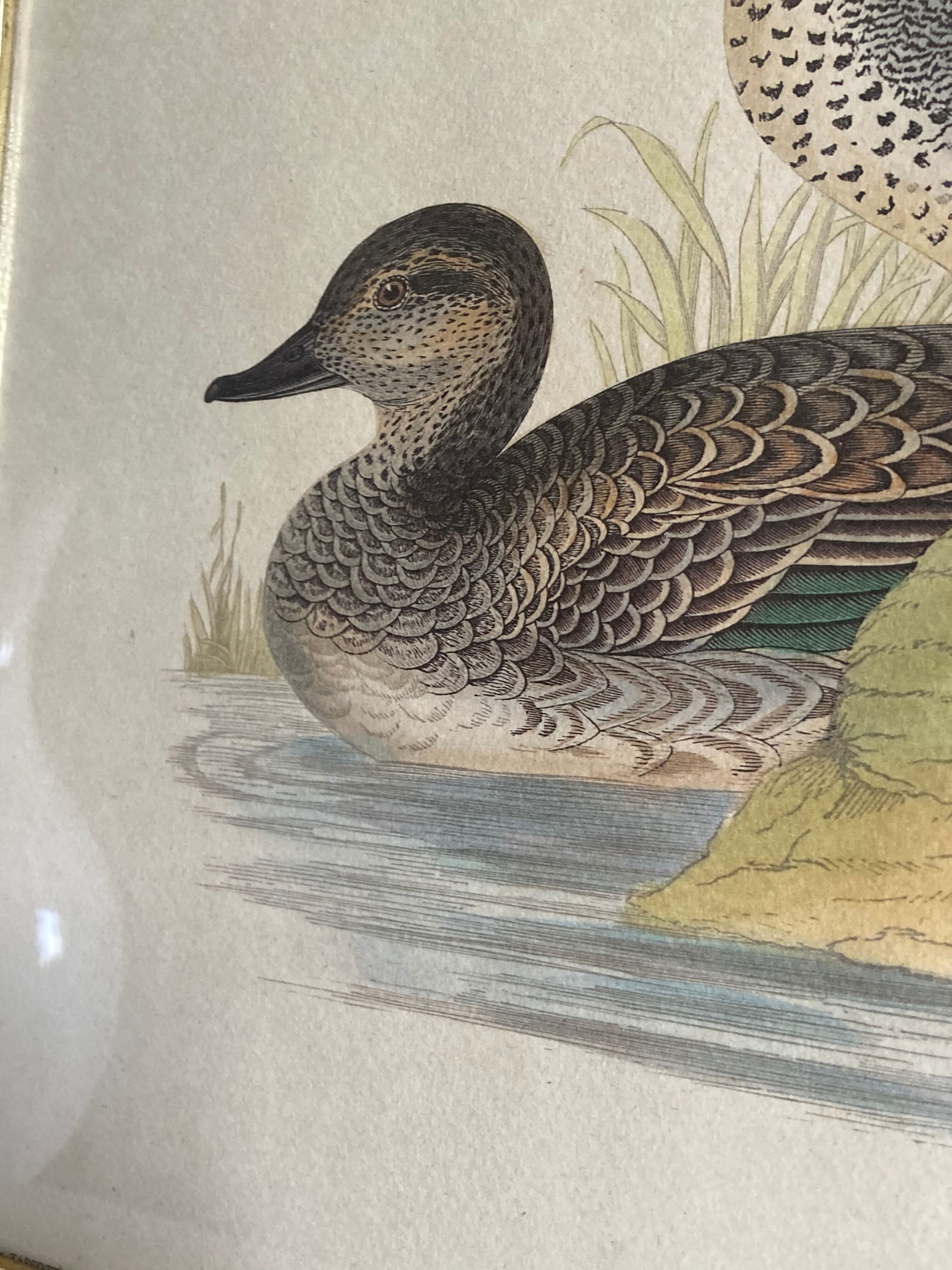 Antique engraving of duck wooden and gilded frame