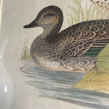 Antique engraving of duck wooden and gilded frame
