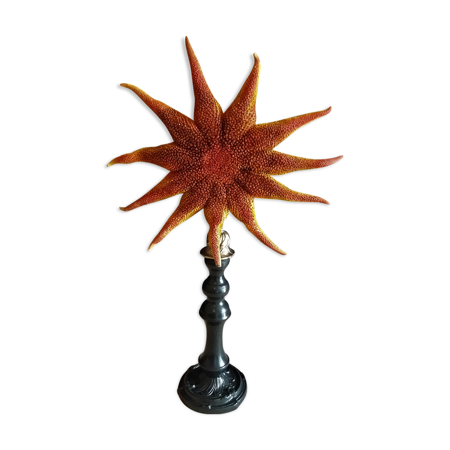 Starfish solaster dawsoni