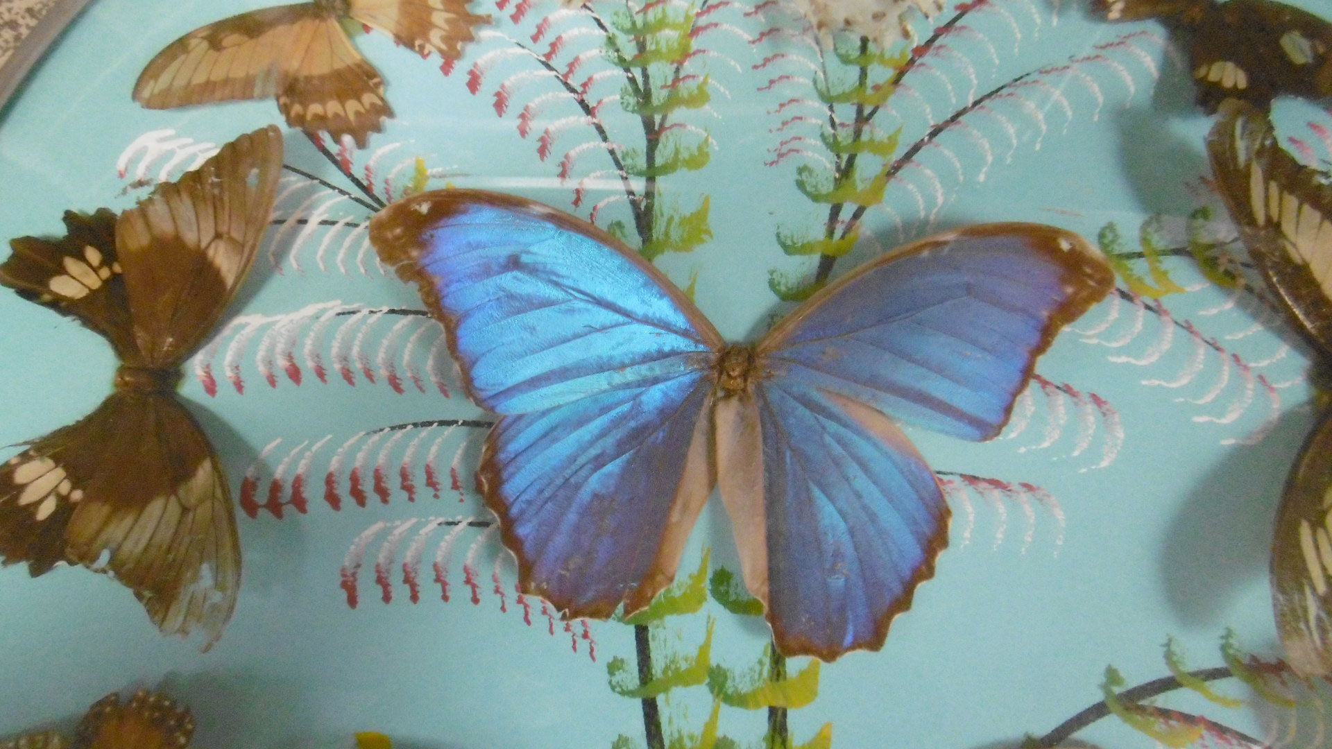 Vintage frame butterflies and silk threads - artefama - annees 50