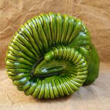 Vase , ramhead dabbling.