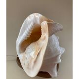 Lampe coquillage