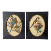 Pair of framed vintage bird prints