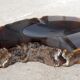 Cendrier en pierre agate