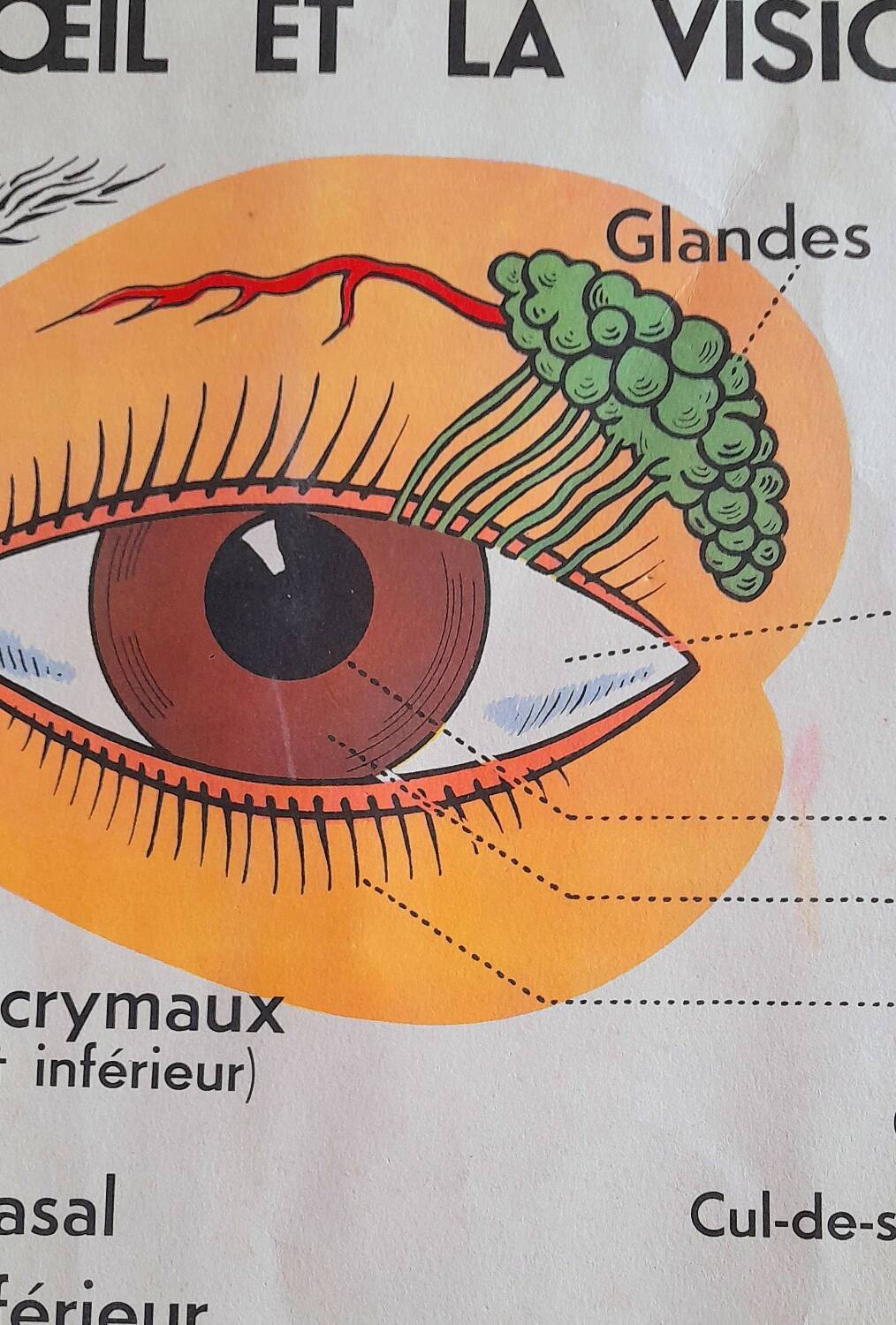 School poster the eye, the ear, the nose.