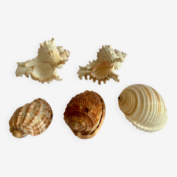 Collection of exotic seashells