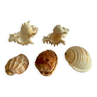 Collection of exotic seashells