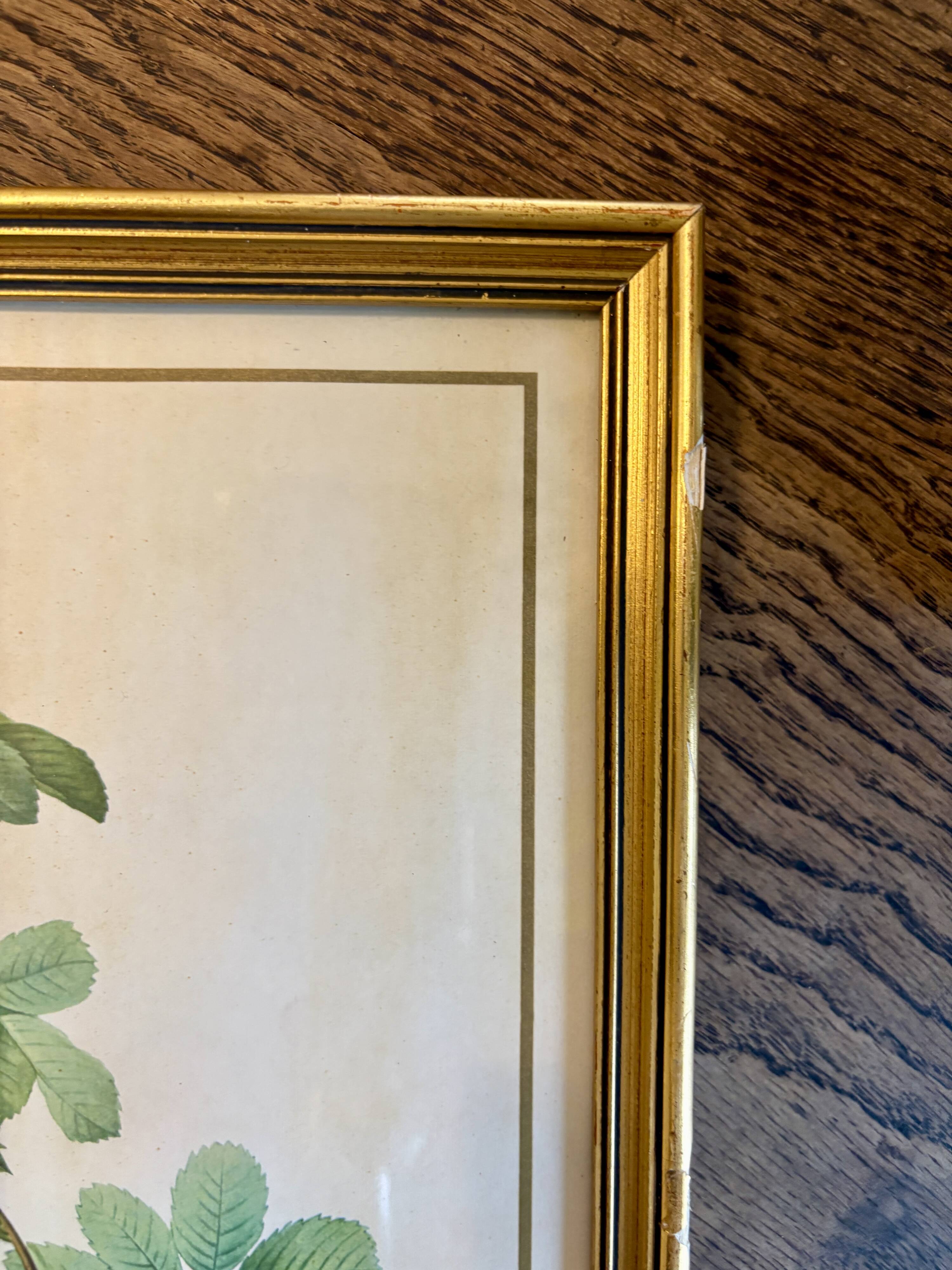 Old frame pink yellow Dreaded