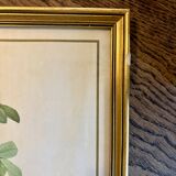 Old frame pink yellow Dreaded