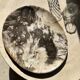 Very large pocket or dish in petrified wood