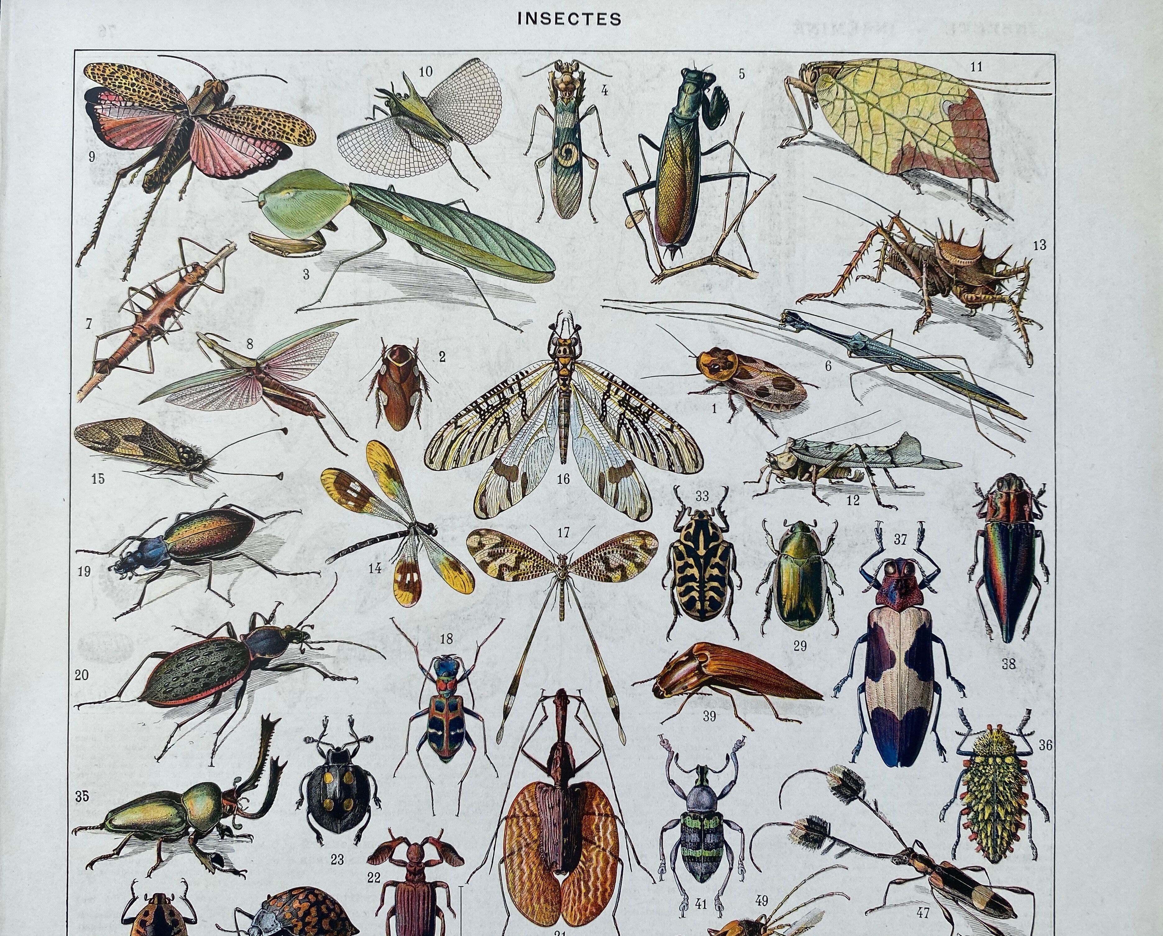 Illustration Millot "insects"