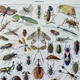 Illustration Millot "insects"