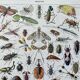 Illustration Millot "insects"