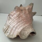 Ancient lambis strombe shell.