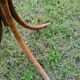Vintage parrot coat rack