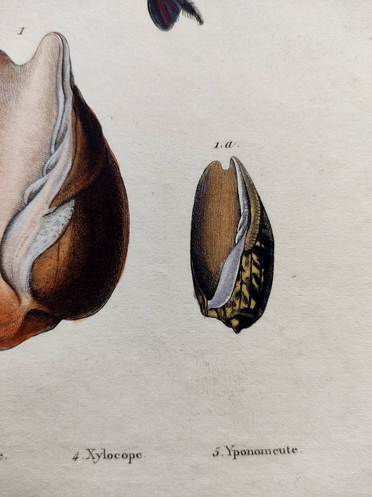 Gravure ancienne de 1838 -Chenille et Coquillage Volute- Planche zoologique original