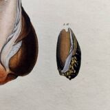 Old engraving from 1838 - Caterpillar and Volute Shell - Original zoological plate