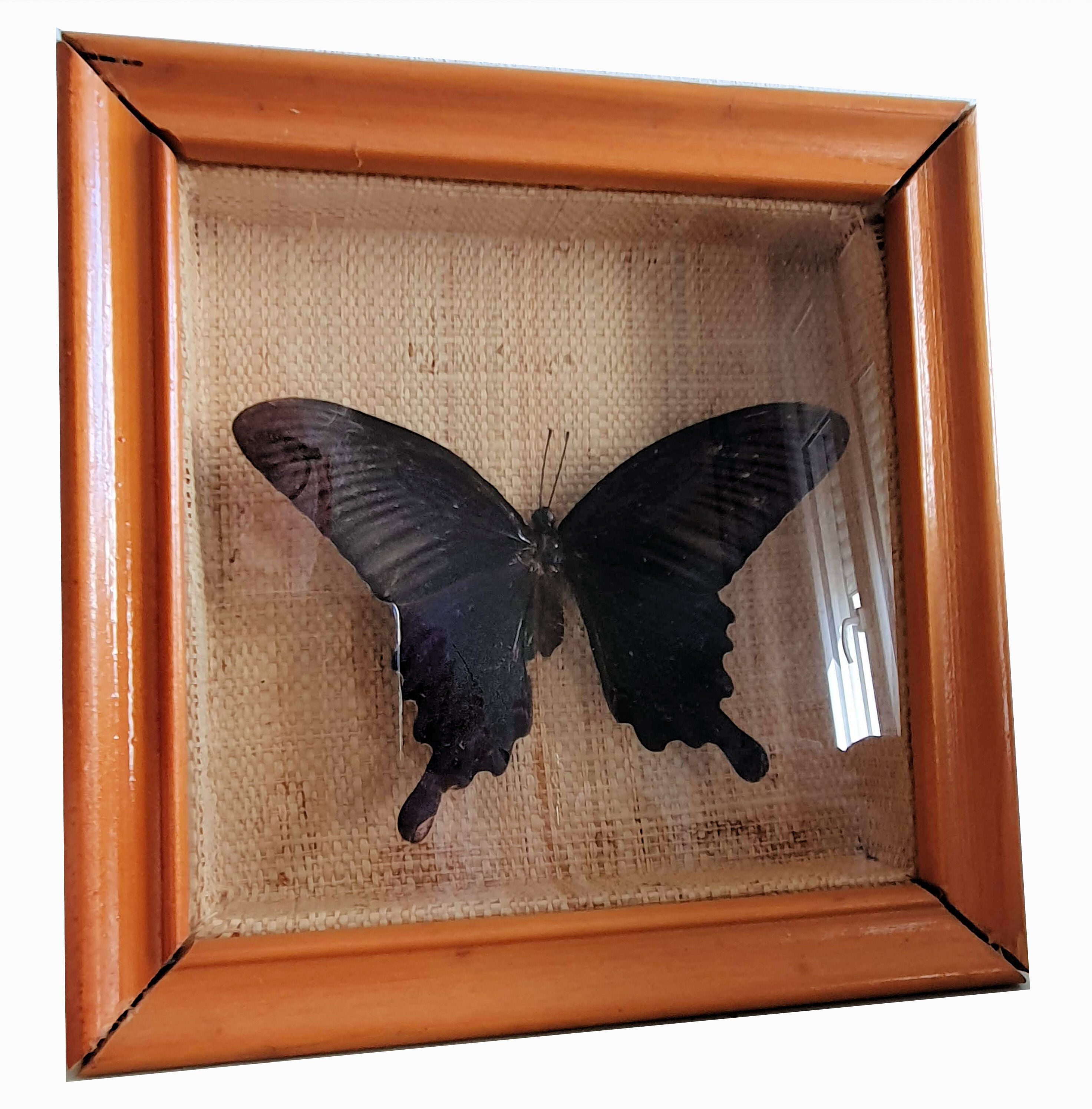 Naturalized butterfly