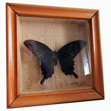 Naturalized butterfly