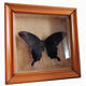 Naturalized butterfly