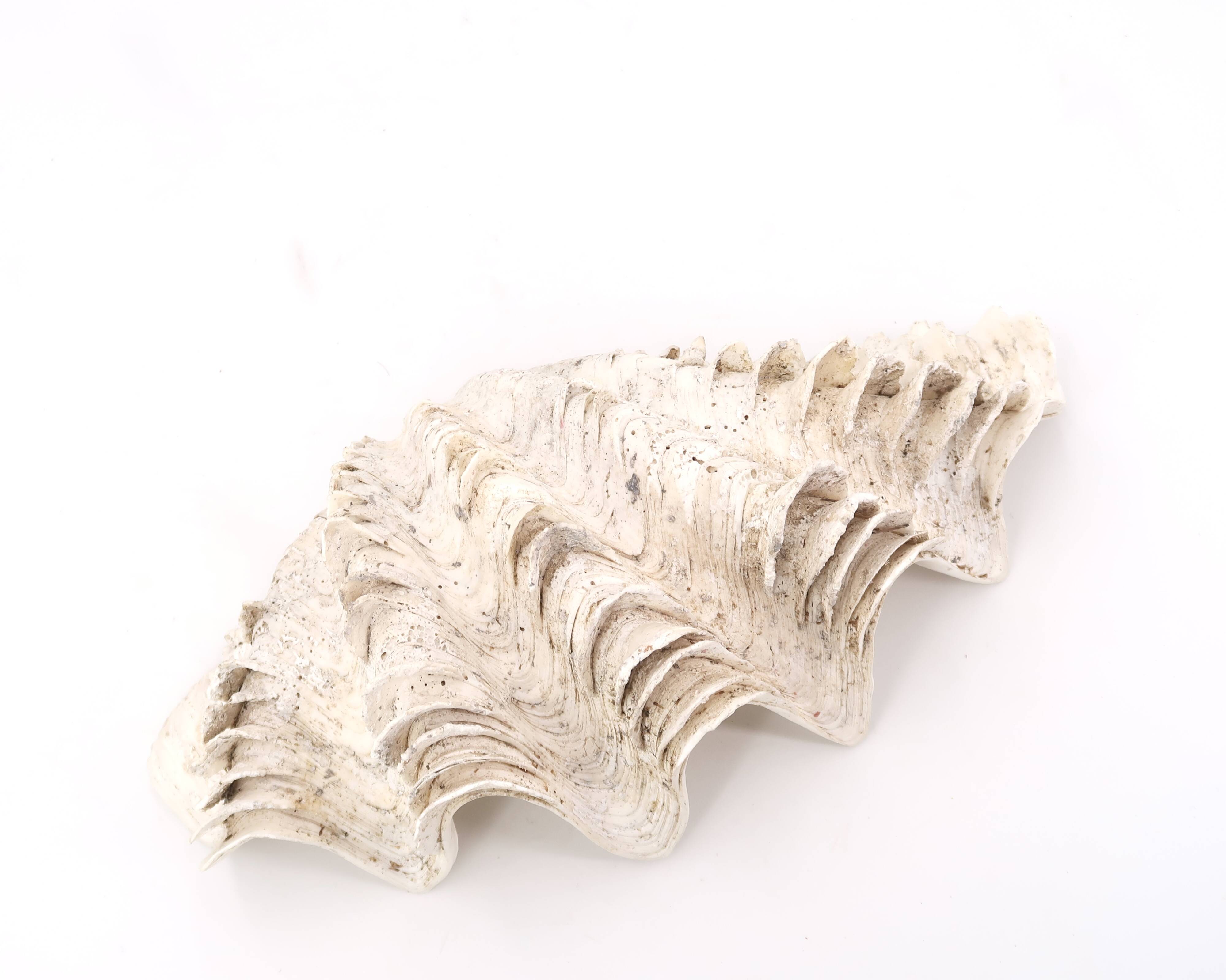 Vide poche coquillage Bénitier, années 70