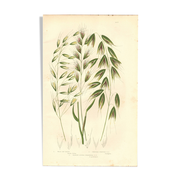 Gravure de 1889 - Avoine sauvage par A. Pratt - botanique ancien vintage — Beyit