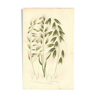 Engraving from 1889 - Wild Oats by A. Pratt - vintage botanical