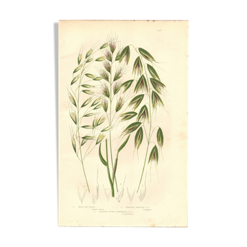 Engraving from 1889 - Wild Oats by A. Pratt - vintage botanical