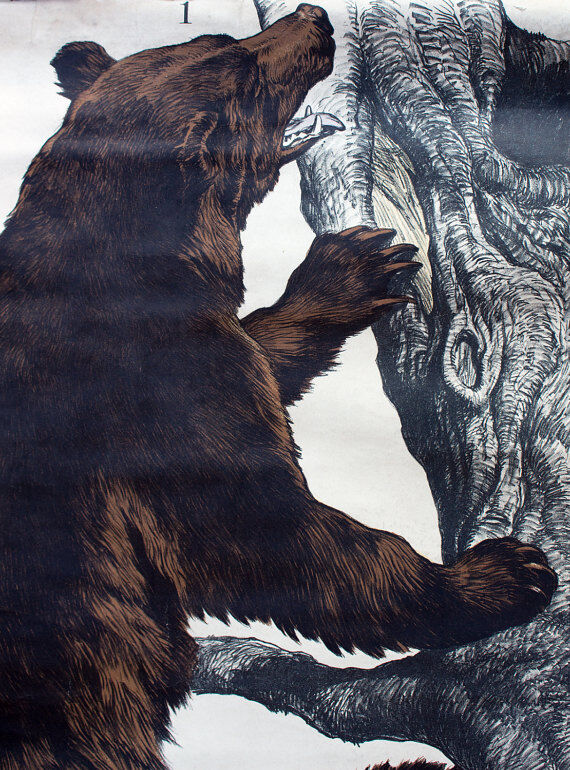 Poster "Brown bear" lithograph by J. F. Schreiber 1893