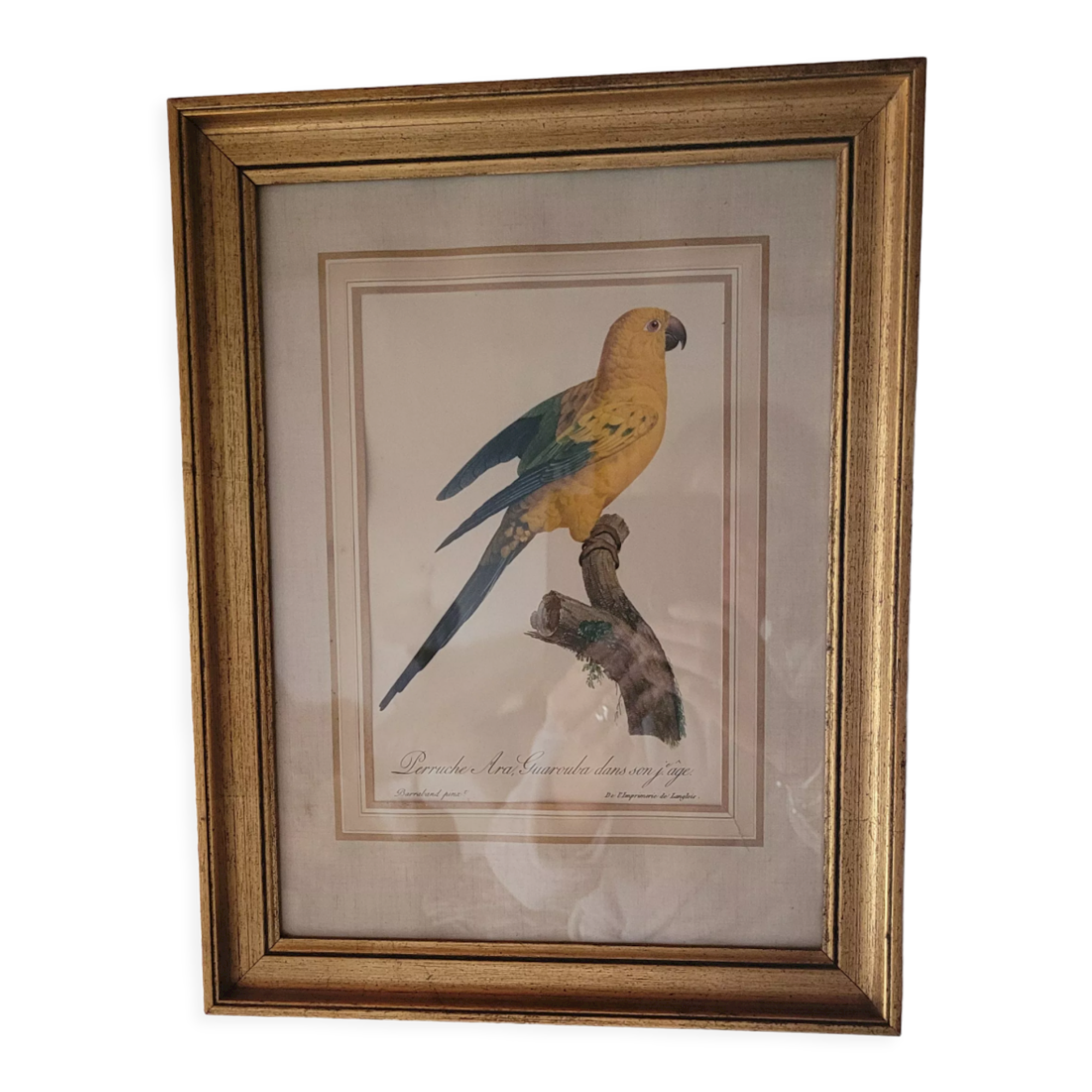 Yellow Macaw engraving