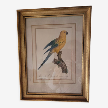 Yellow Macaw engraving