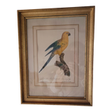 Yellow Macaw engraving