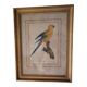 Gravure Ara jaune