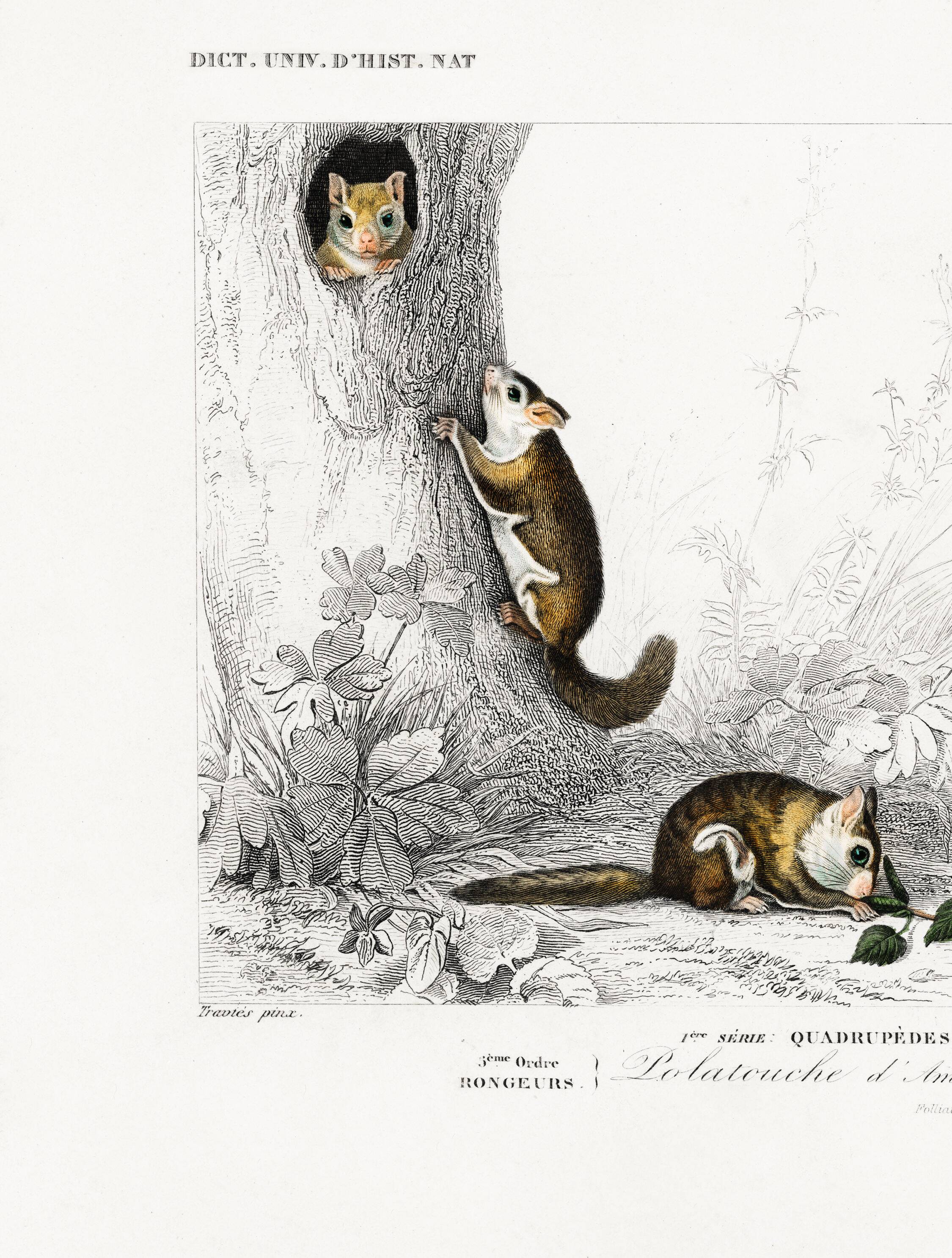 Poster about the American flying squirrel, based on an old engraving