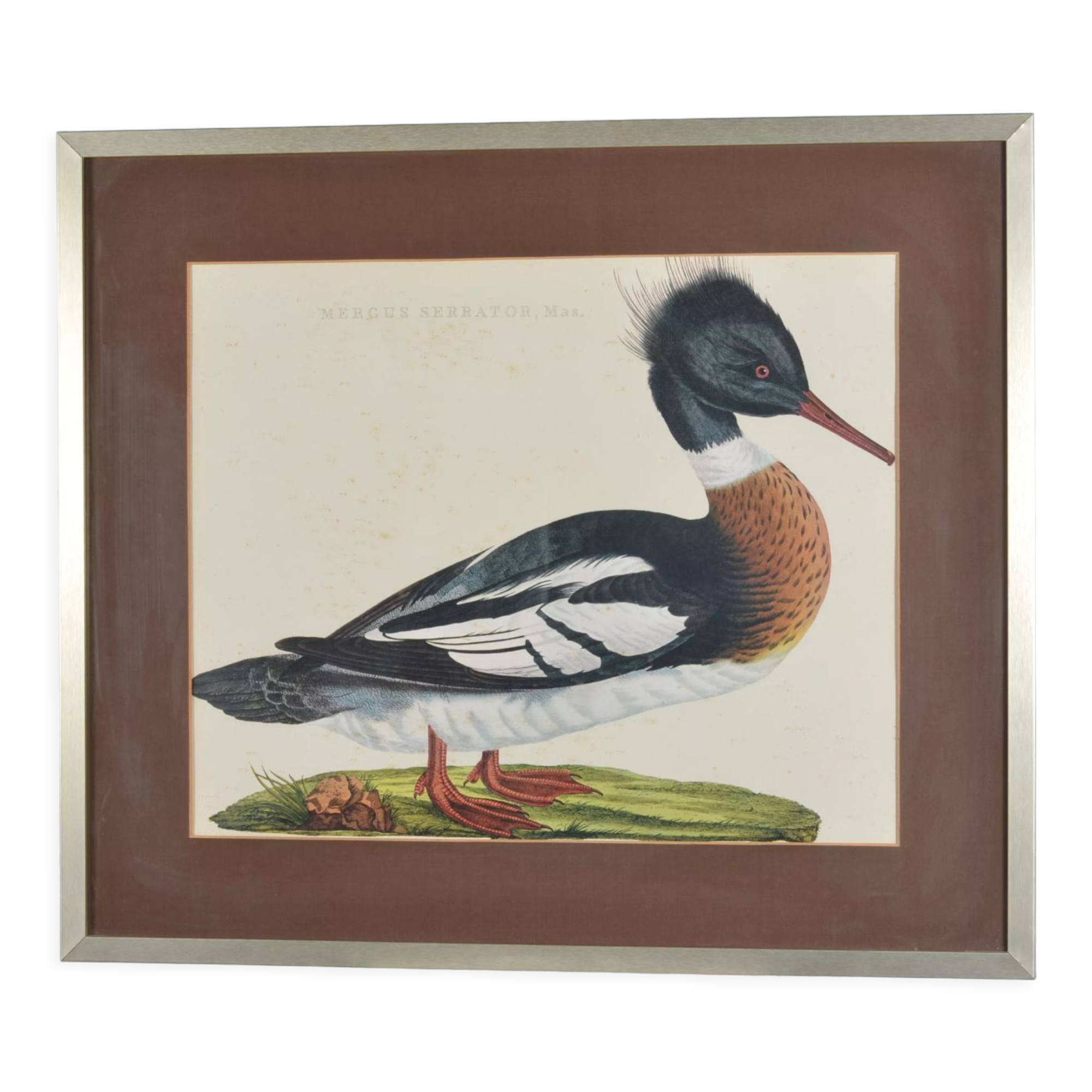 Animal lithography