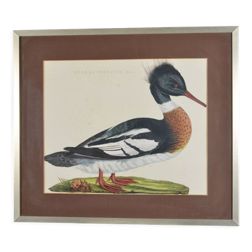Lithographie animalière