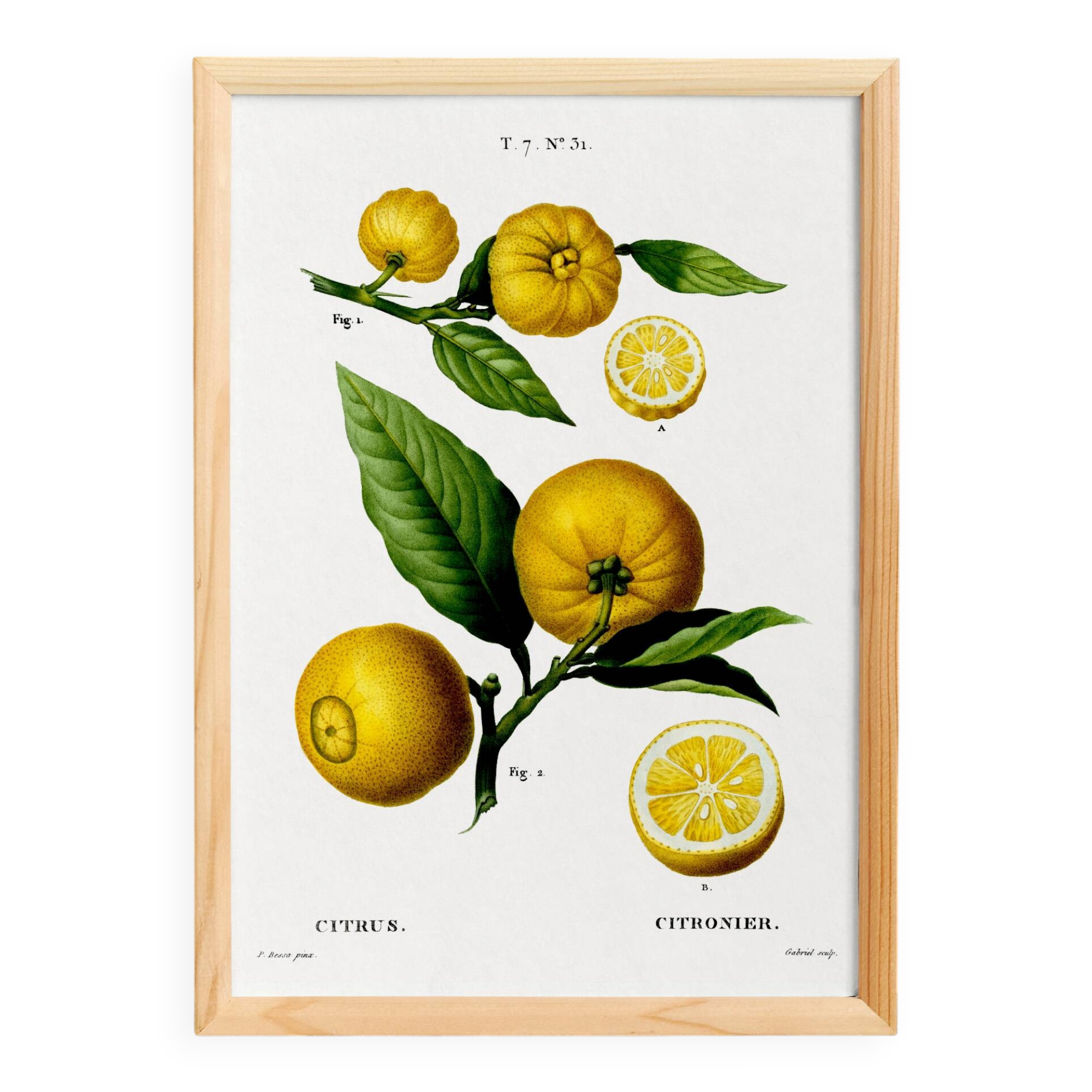Poster on a "lemon tree", after an old engraving from 1802