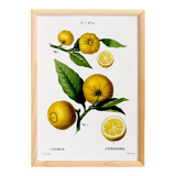 Poster on a "lemon tree", after an old engraving from 1802