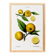 Poster on a "lemon tree", after an old engraving from 1802