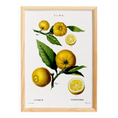 Poster on a "lemon tree", after an old engraving from 1802
