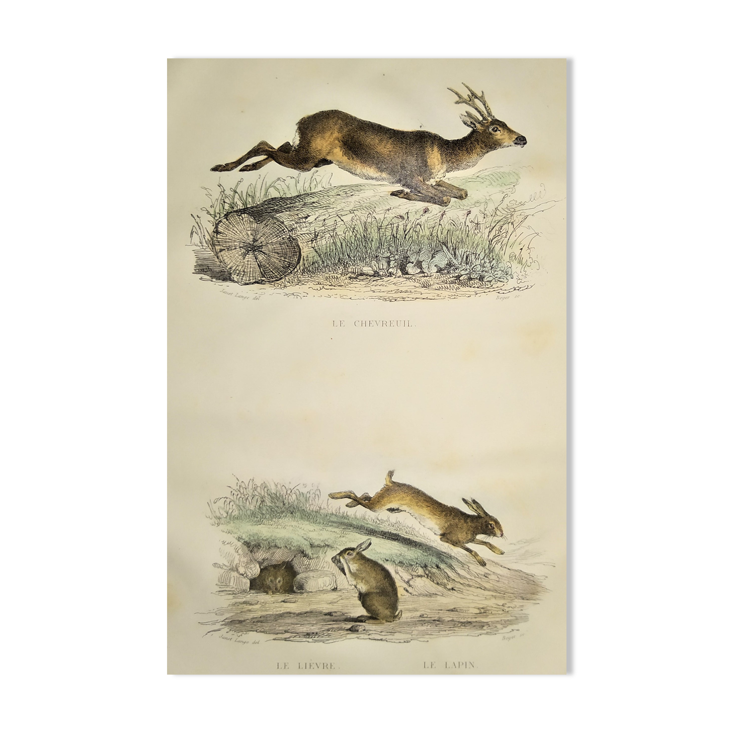 ORIGINAL ZOOLOGICAL PLATE OF 1839 " Deer, Hare,....