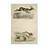 ORIGINAL ZOOLOGICAL PLATE OF 1839 " Deer, Hare,....