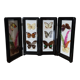 Papillons encadrés