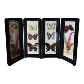 Papillons encadrés