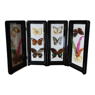 Framed butterflies