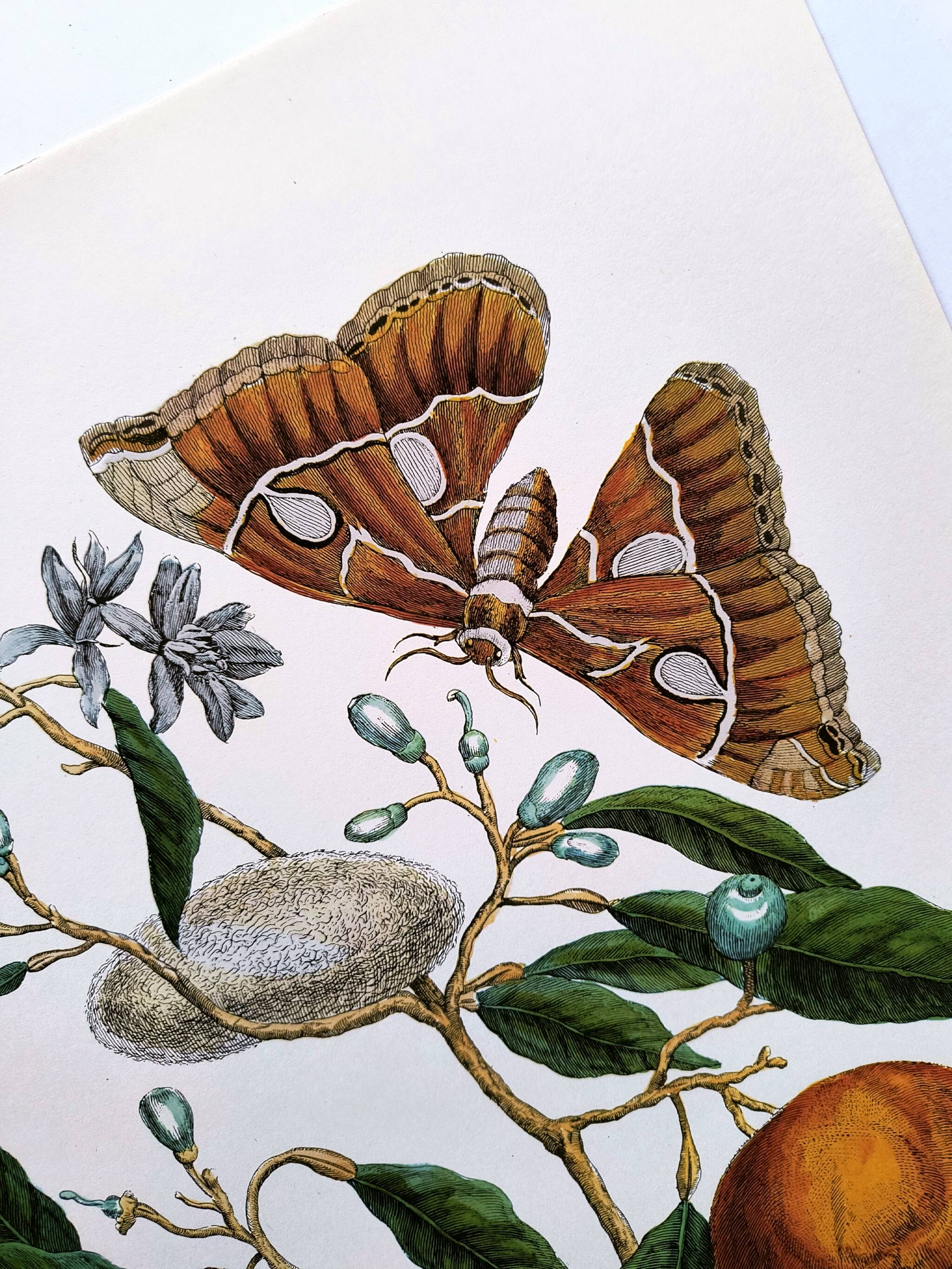Vintage illustration Bitter orange tree and Atlas butterfly by Merian