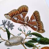 Vintage illustration Bitter orange tree and Atlas butterfly by Merian
