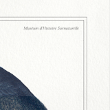 Chimera lithography animal engraving - the toupajou