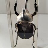 Authentic Japanese Rhinoceros Beetle in resin inclusion